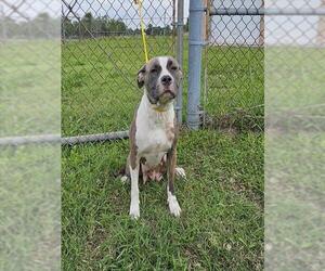 American Pit Bull Terrier-Unknown Mix Dogs for adoption in Pasadena, TX, USA