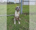 Small American Pit Bull Terrier Mix