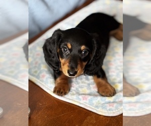 Medium Dachshund