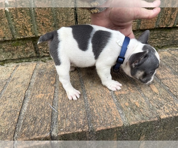 Medium Photo #5 French Bulldog Puppy For Sale in MACON, GA, USA