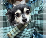 Small #2 Chihuahua