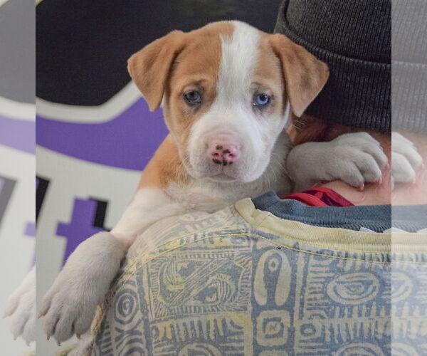 Medium Photo #5 American Staffordshire Terrier-Boxer Mix Puppy For Sale in Huntley, IL, USA