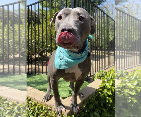 Medium Photo #9 American Pit Bull Terrier-American Staffordshire Terrier Mix Puppy For Sale in Redlands, CA, USA