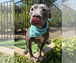 Lenny - Male American Pit Bull Terrier-American Staffordshire Terrier Mix Dog for Adoption - Photo #9