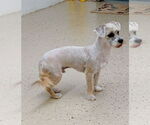 Small #5 Shih Tzu Mix