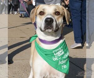 Retriever -Unknown Mix Dogs for adoption in Washington, DC, USA