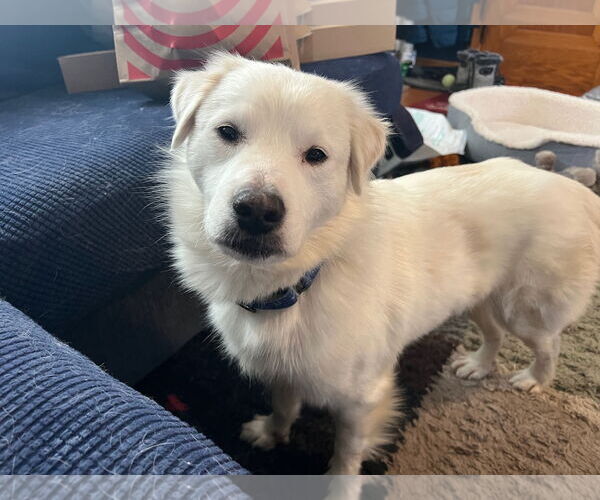 Medium Photo #1 Great Pyrenees-Unknown Mix Puppy For Sale in Brooklyn Center, MN, USA