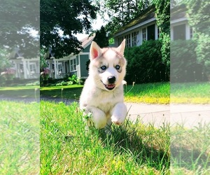 Siberian Husky Puppy for sale in ALPENA, MI, USA