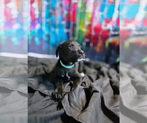 Rottweiler-Unknown Mix Dogs for adoption in New London, WI, USA