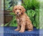 Small #3 Cavapoo (Miniature)
