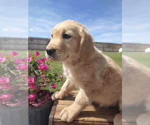 Medium Golden Retriever