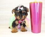 Small #2 Yorkshire Terrier