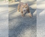 Small #4 American Bully