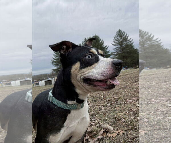 Medium Photo #6 Australian Shepherd-Unknown Mix Puppy For Sale in Rustburg, VA, USA