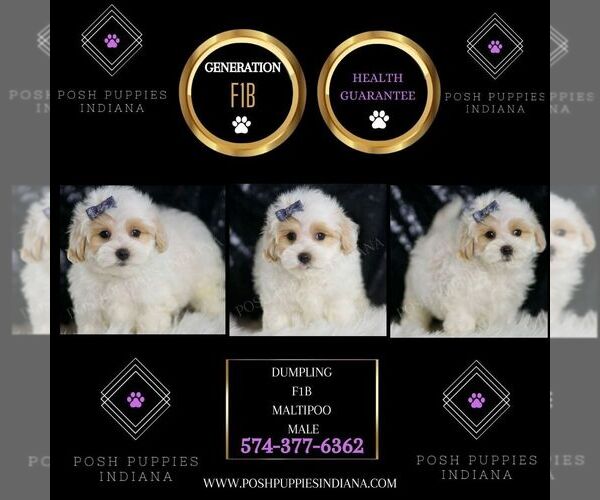 Medium Photo #2 Maltipoo Puppy For Sale in WARSAW, IN, USA
