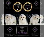 Small #1 Maltipoo