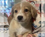 Small #3 Feist Terrier-Retriever  Mix