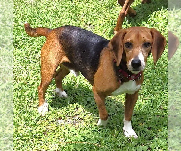 Medium Photo #15 Beagle Puppy For Sale in Dunnellon, FL, USA