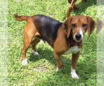 Small #14 Beagle