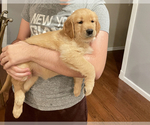 Small Photo #15 Golden Retriever Puppy For Sale in EAST FREEHOLD, NJ, USA