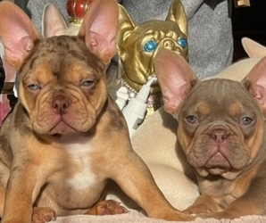 French Bulldog Puppy for sale in LAKE MARY, FL, USA