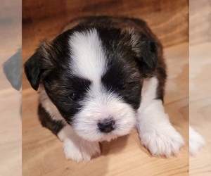 Havashu Puppy for sale in PINK HILL, NC, USA