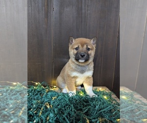 Shiba Inu Puppy for sale in SHIPSHEWANA, IN, USA