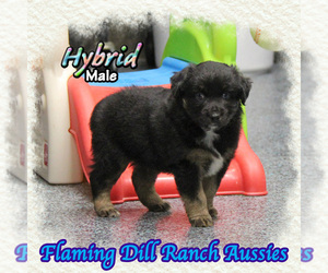 Miniature Australian Shepherd Puppy for sale in FORESTBURG, TX, USA