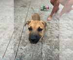 Small #5 Mutt