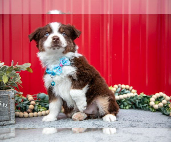 Medium Photo #8 Miniature Australian Shepherd Puppy For Sale in MILLERSBURG, OH, USA