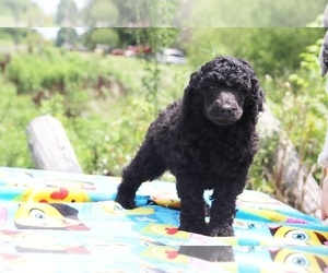 Poodle (Miniature) Puppy for sale in UNION CITY, TN, USA