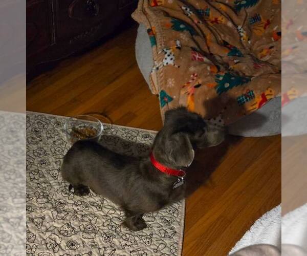Medium Photo #3 Dachshund Puppy For Sale in Sioux Falls, SD, USA