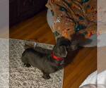 Small #2 Dachshund
