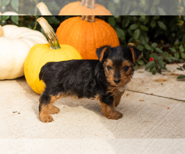 Medium Photo #8 Yorkshire Terrier Puppy For Sale in NAPPANEE, IN, USA