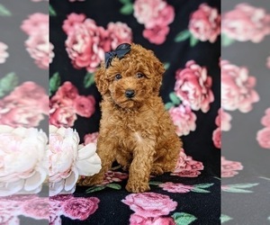 Poodle (Miniature) Puppy for sale in NEW PROVIDENCE, PA, USA