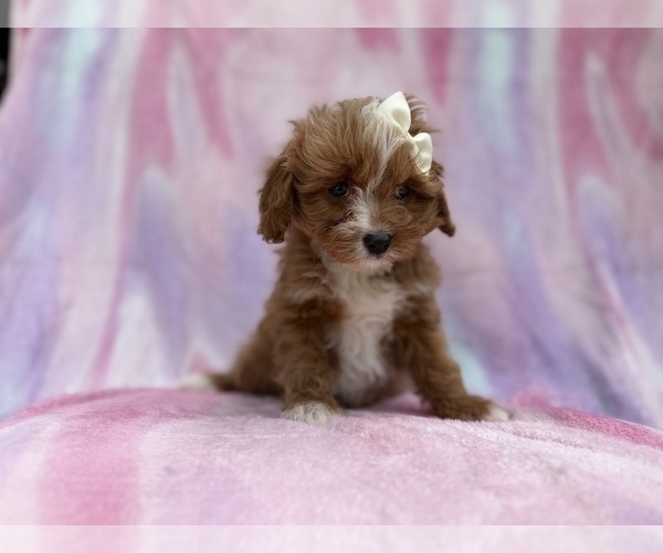 Medium Photo #8 Cavapoo (Standard) Puppy For Sale in LAKELAND, FL, USA