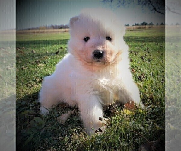 Medium Photo #1 Samoyed Puppy For Sale in LUBLIN, WI, USA