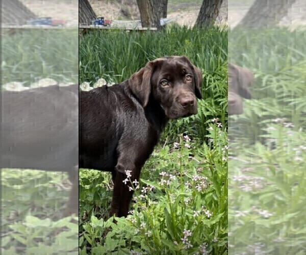 Medium Photo #10 Labrador Retriever Puppy For Sale in FORT COLLINS, CO, USA