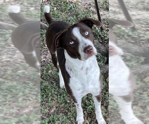 Catahoula Leopard Dog-Pointer Mix Dogs for adoption in Texas City, TX, USA