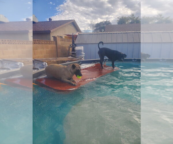 Medium Photo #5 Staffordshire Bull Terrier-Unknown Mix Puppy For Sale in Chandler, AZ, USA