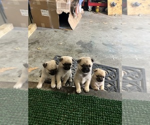 Pom-A-Pug Puppy for sale in KANSAS CITY, MO, USA