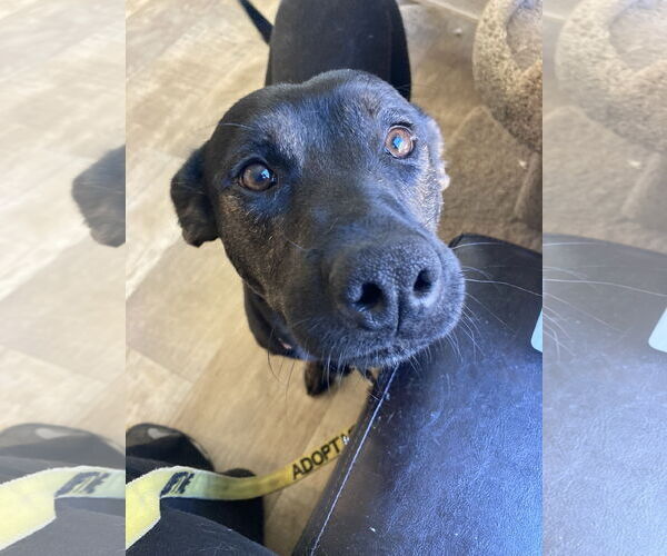 Medium Photo #6 Mutt Puppy For Sale in San Diego, CA, USA