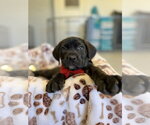 Small Mutt