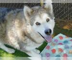 Small Alaskan Malamute