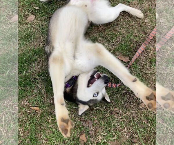 Medium Photo #1 Siberian Husky Puppy For Sale in Cumming, GA, USA
