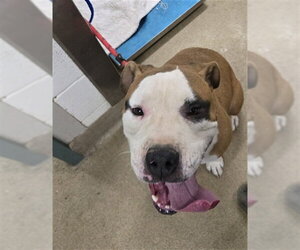 Mutt Dogs for adoption in Santa Maria, CA, USA