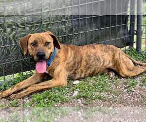 Mutt Dogs for adoption in Abbeville, LA, USA