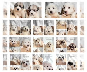 Anatolian Shepherd-Great Pyrenees Mix Puppy for sale in MARIPOSA, CA, USA