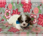 Small Photo #4 ShihPoo Puppy For Sale in LANCASTER, PA, USA