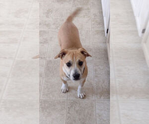 Mutt Dogs for adoption in Elmsford, NY, USA